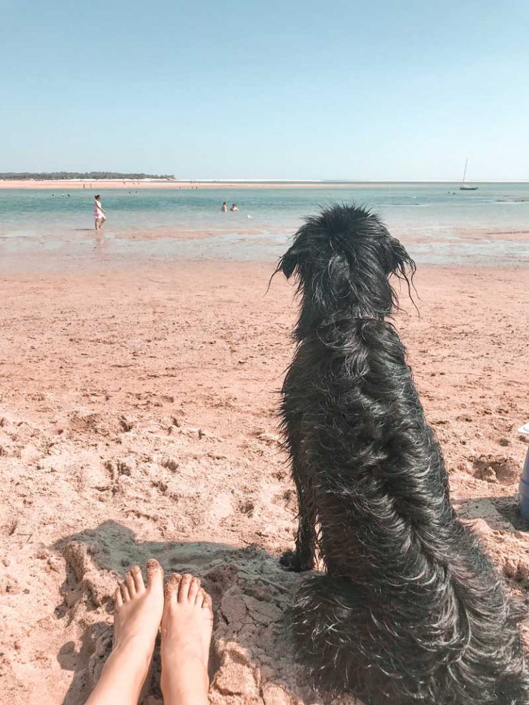 Things to do in Gippsland with dogs >> Inverloch dog friendly beach with Ava
