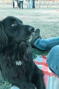 Dog-friendly winery Gippsland >> Black dog on a picnic rug