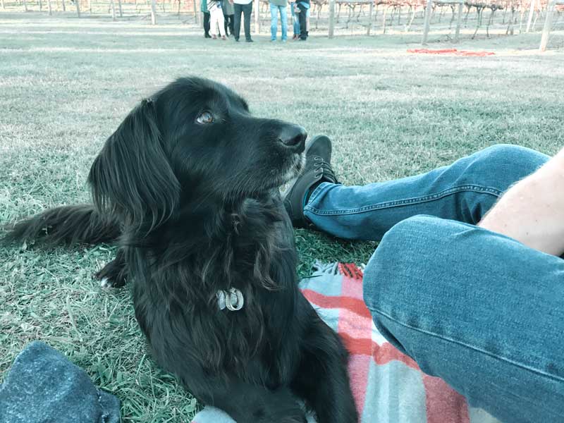 Dog-friendly winery Gippsland >> Black dog on a picnic rug