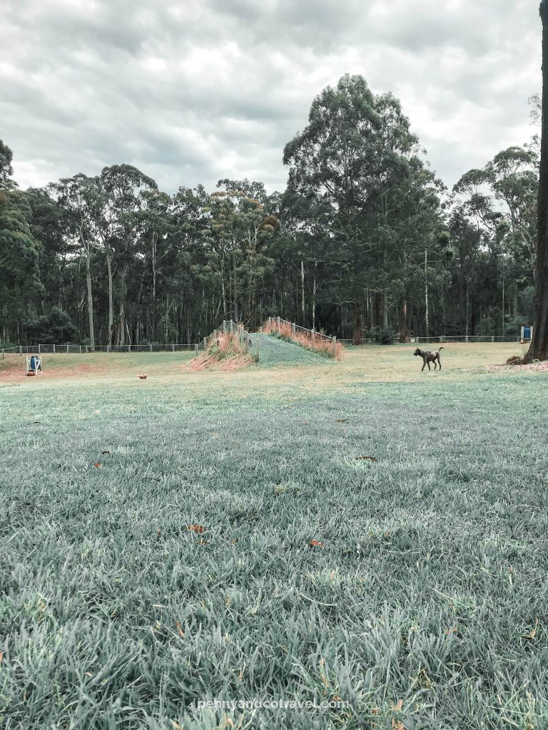 Things to do in East Gippsland with dogs >> Dogs running around at the Brackenbush Unleashed Dog Park