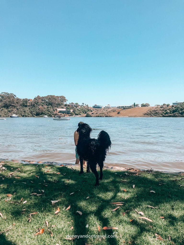 Things to do in East Gippsland with dogs >> Dog Swimming at Lakes Entrance North Arm